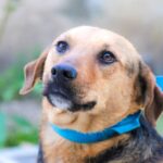 Cambia una vida: Gobierno de Huejotzingo invita a adoptar a los perritos resguardados durante el Carnaval 2026