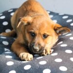 4 perritos buscan familia en Huejotzingo: Roberto Solís impulsa adopción responsable